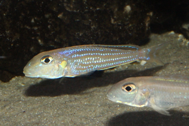 Xenotilapia ochrogenys 'Kigoma'